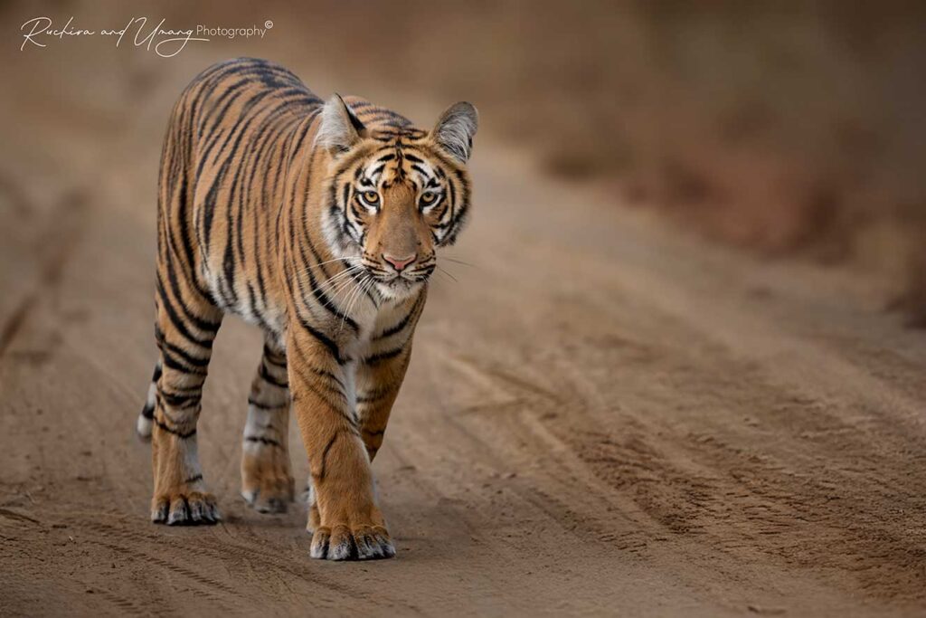 Tipeshwar–Playtime Royals