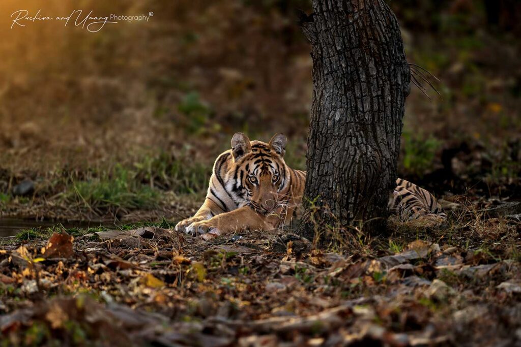 Tipeshwar–Playtime Royals