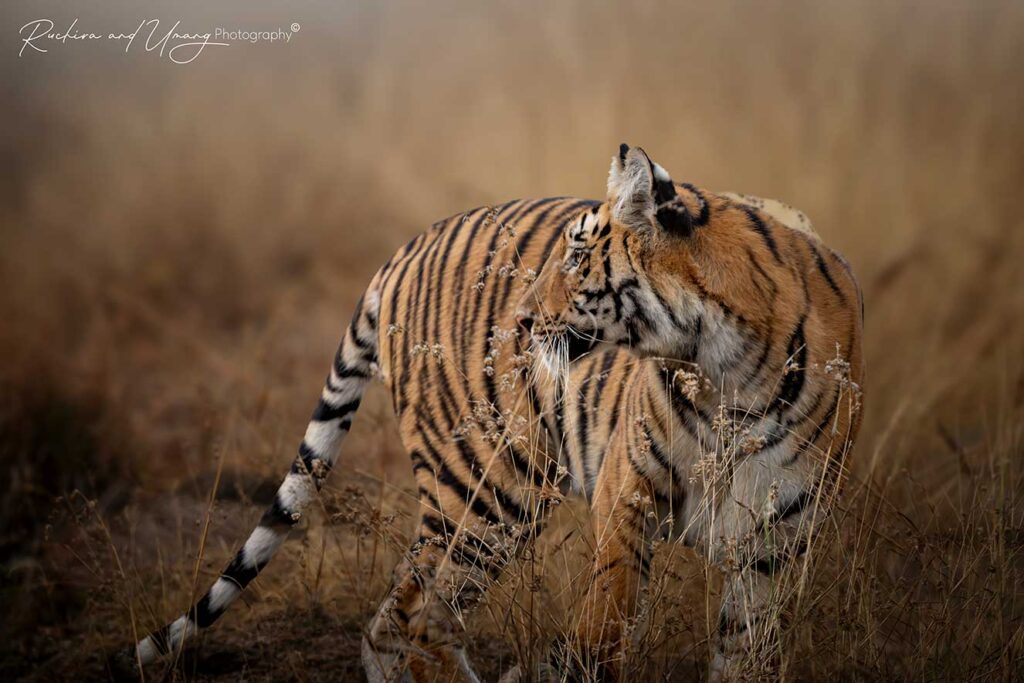 Tipeshwar–Playtime Royals