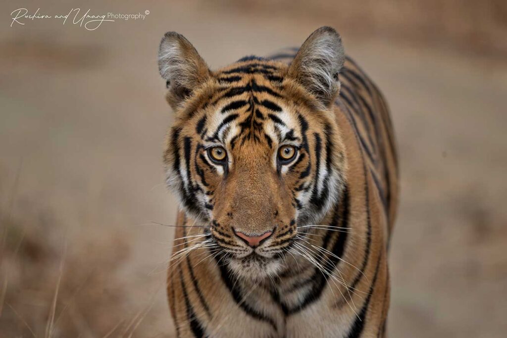 Tipeshwar–Playtime Royals