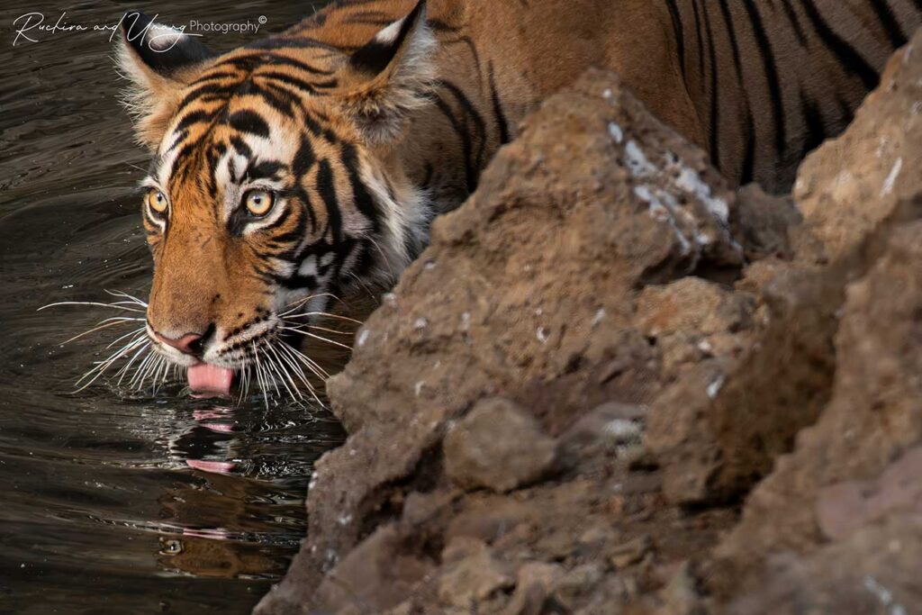 Ranthambore–Restless Cub