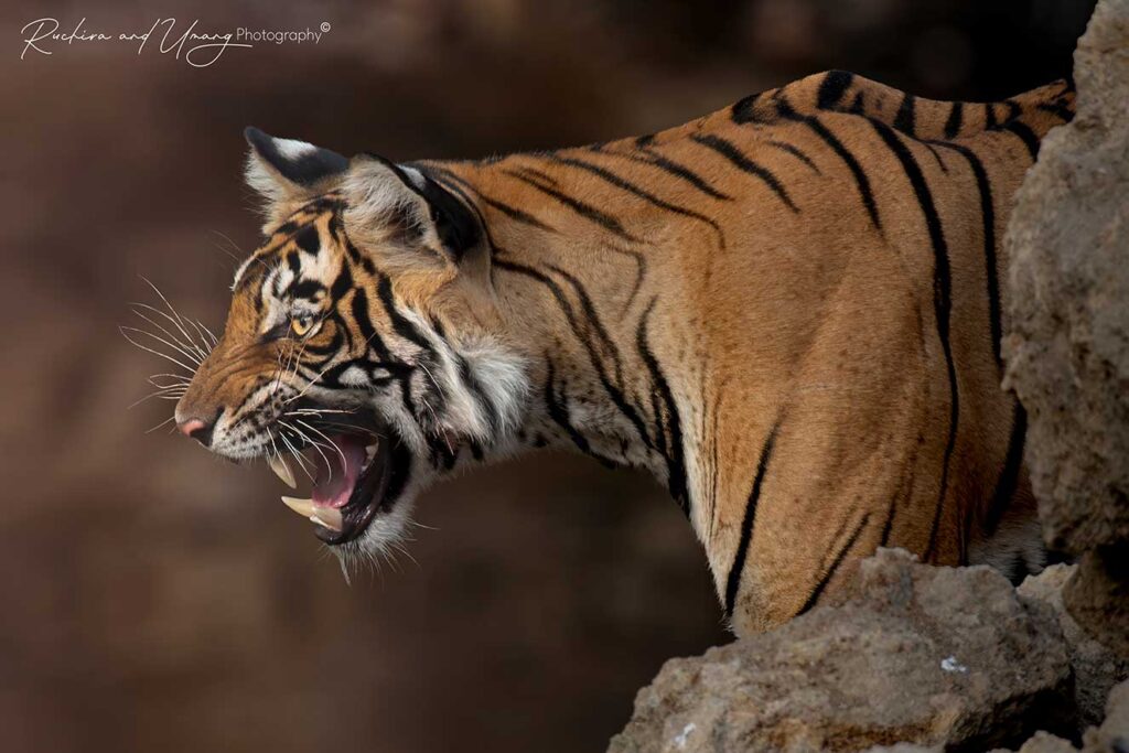 Ranthambore–Restless Cub