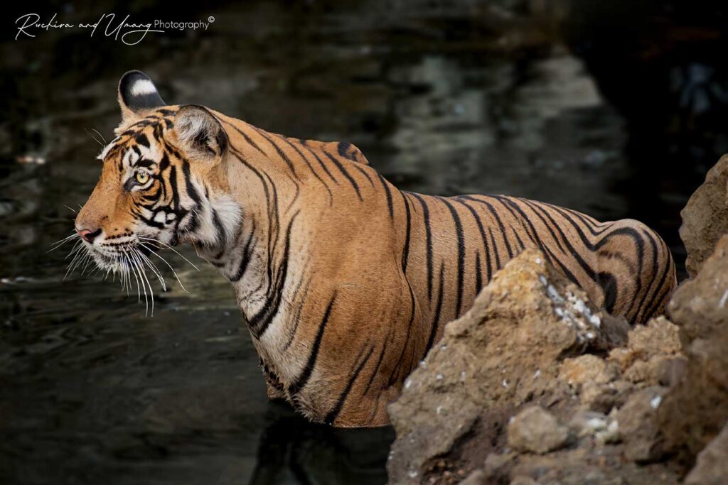 Ranthambore–Restless Cub