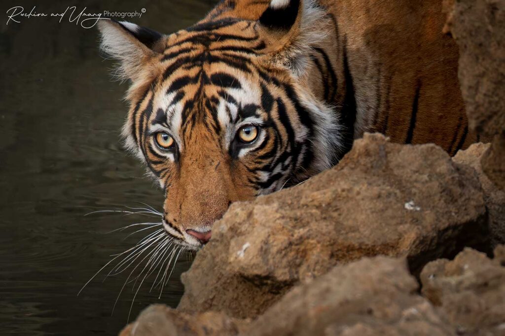 Ranthambore–Restless Cub