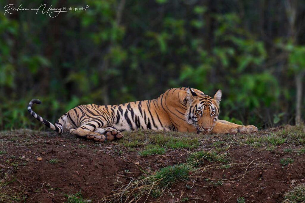 Satpura–The mom lets dad work hard