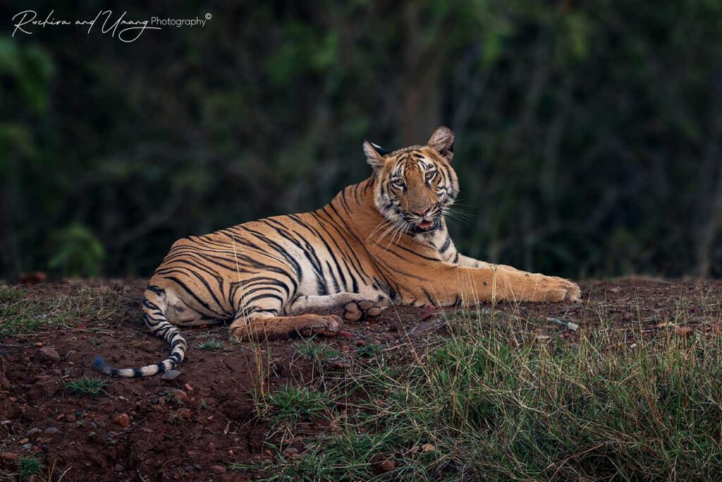 Satpura–The mom lets dad work hard