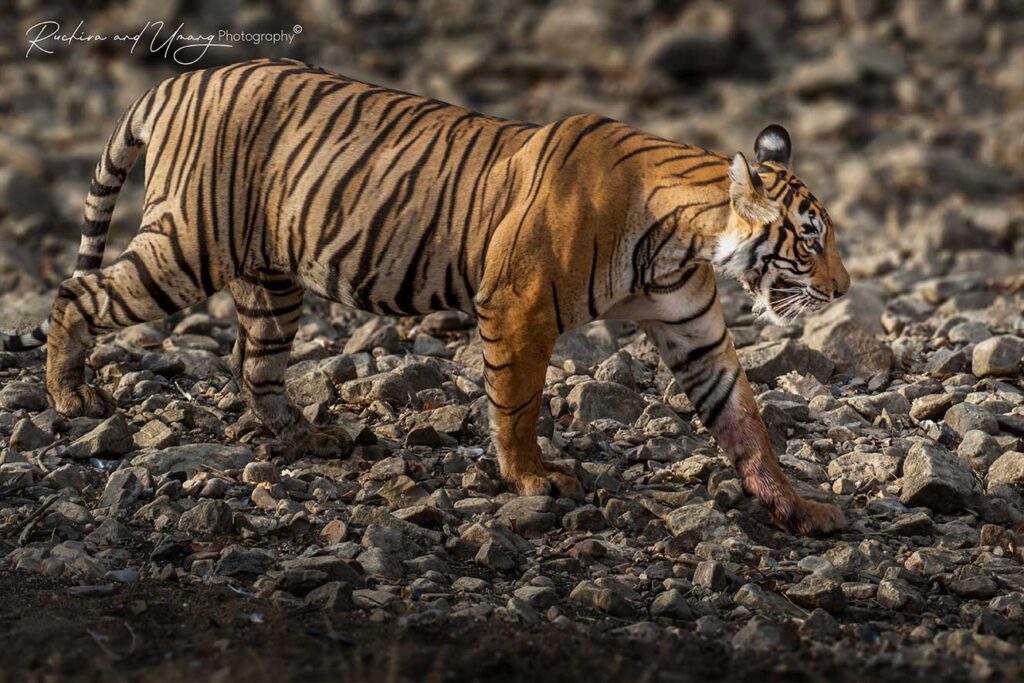 Ranthambore–The Beginning