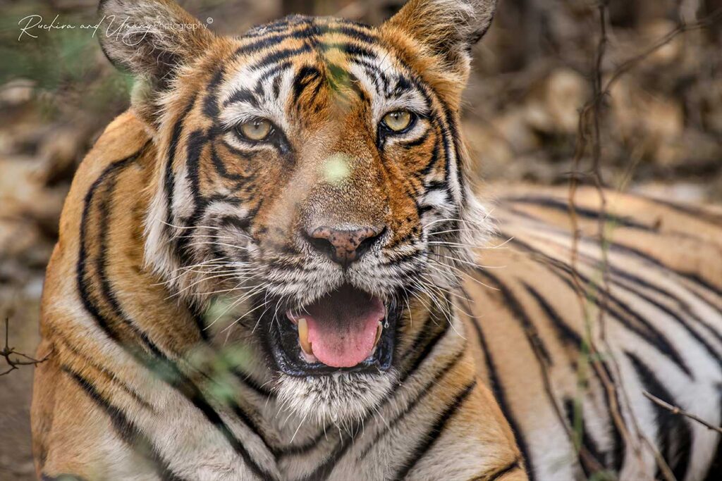 Ranthambore–The Beginning