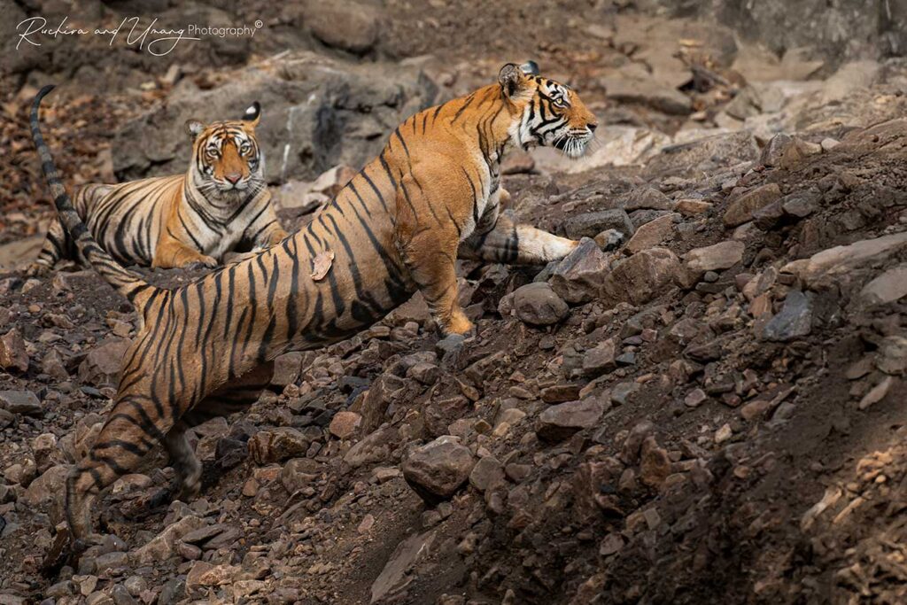 Ranthambore–The Beginning