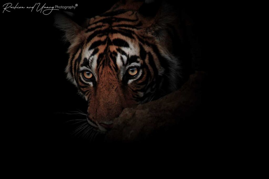 Ranthambore–The Beginning