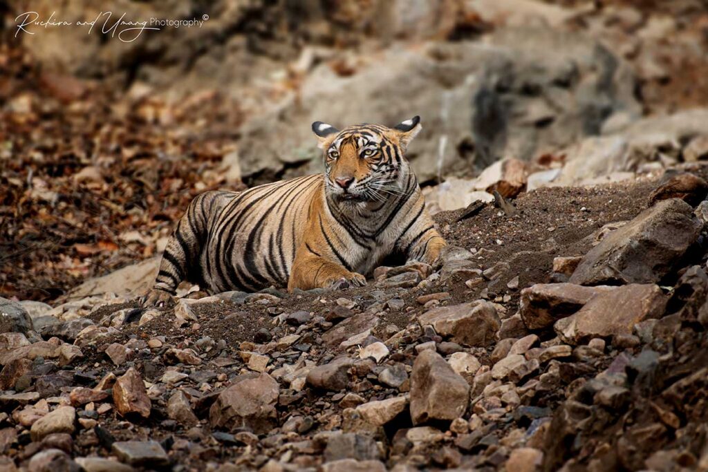 Ranthambore–The Beginning