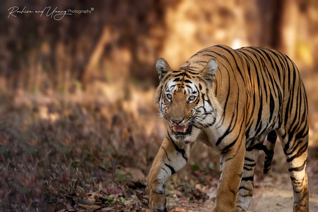 Tipeshwar–The Lazy Walk