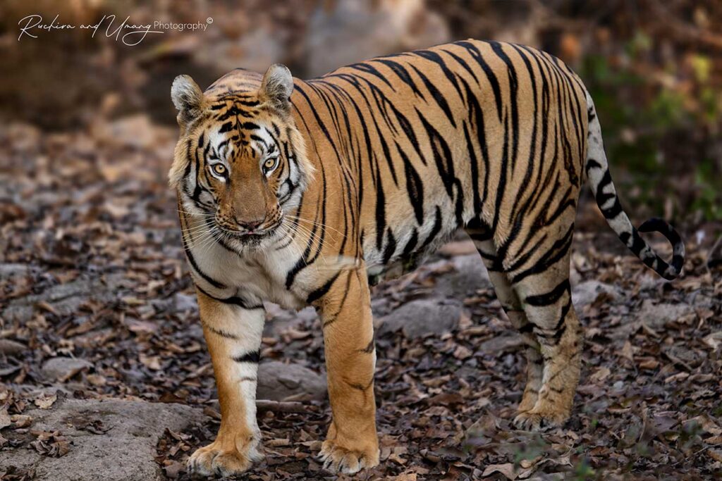 Tipeshwar–The Lazy Walk