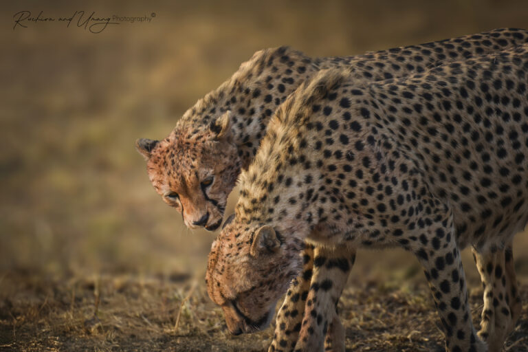 Cheetah Brothers in Mara: Brotherhood Bonded in Stride