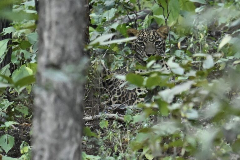 When the Bear chased the Leopard